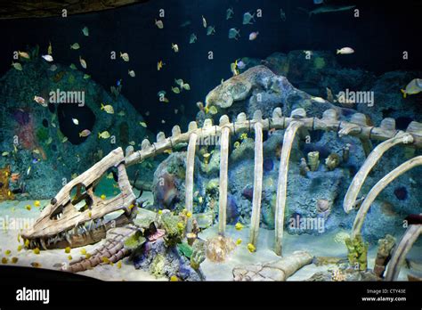 Sea Life Kansas City Aquarium Stock Photo - Alamy