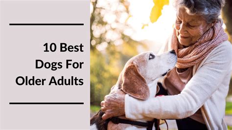 10 Best Dogs For Seniors And Elderly Adults – MeetCaregivers