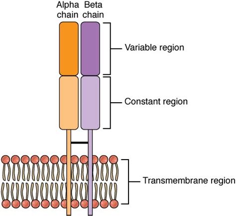 The Adaptive Immune Response: T lymphocytes and Their Functional Types | Anatomy and Physiology