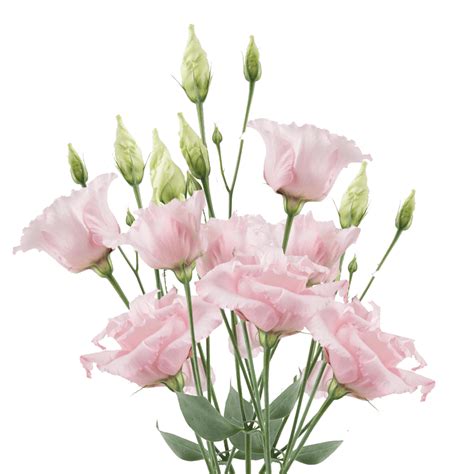 Buy Pink Lisianthus Flowers | GlobalRose