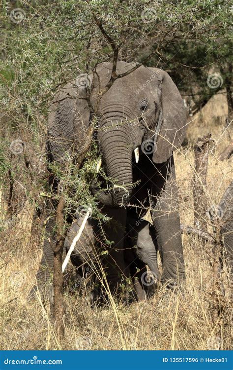 Elephants in the Serengeti stock photo. Image of poacher - 135517596