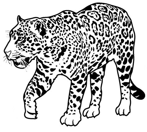 Baby Jaguar Coloring Pages Free