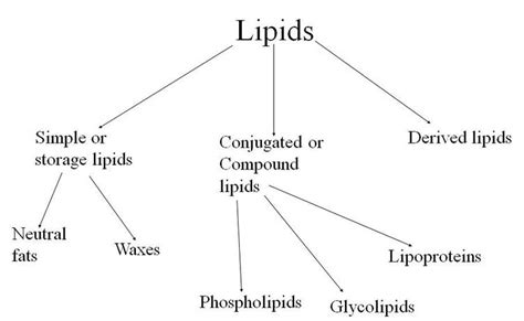 Lipids - BIOLOGY4ISC