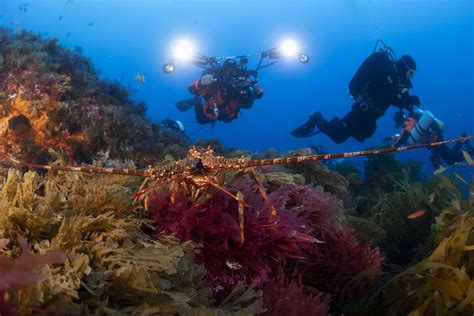 Paradisiacal biodiversity at Atlantic Seamount