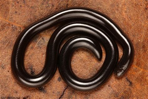 Brahminy Blindsnake – Florida Snake ID Guide