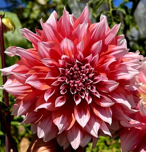 Dahlia Holland Festival Tubers - Shaw Green Dahlias 🇬🇧 UK Trusted Company