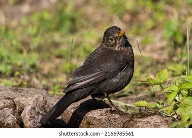 Close View Common Eurasian Blackbird Female Stock Photo 2166985561 ...