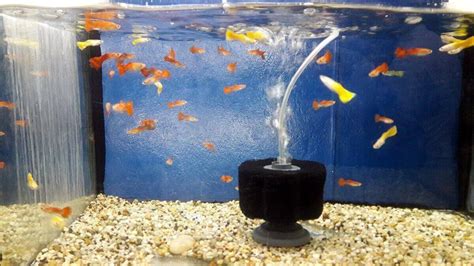 75 Gallon Aquarium Filter: How to Choose the Right One