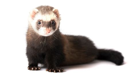 Baby Ferrets Wallpapers - Wallpaper Cave