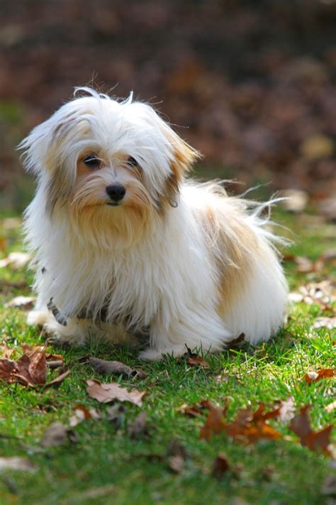 Beautiful and playful havanese puppy. Photo session on location at a Havanese dog breeder's home ...