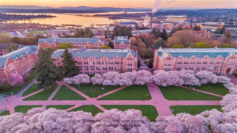 University of Washington Cherry Blossoms in Full Bloom (4K) - YouTube