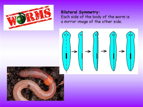 ANNELIDS Worms Kingdom- Animalia Phylum- Annelida. - ppt download