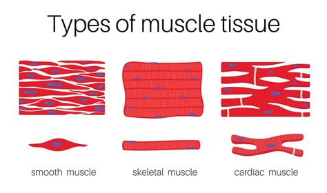 Types of muscle tissue. 21981959 Vector Art at Vecteezy