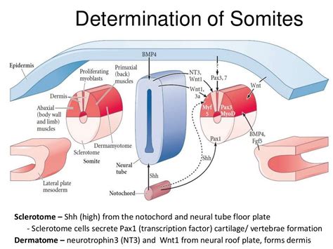 Paraxial and intermediate mesoderm