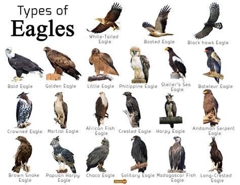 Types Of Animals, Animals Of The World, Animals And Pets, Harpy Eagle, Bald Eagle, Eagle ...