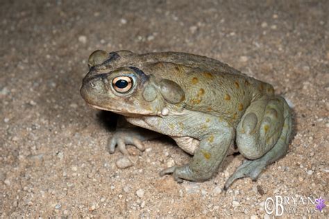 Sonoran Desert Toad, Arizona