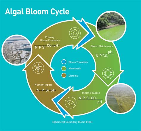 The seasonal cycle of a cyanobacterial bloom in a large dimictic lake.... | Download Scientific ...