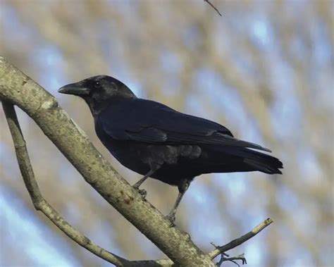 American Crow - Facts, Diet, Habitat & Pictures on Animalia.bio