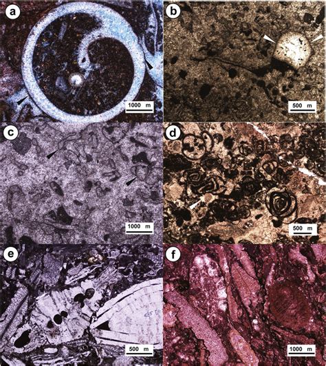 Micrite Thin Section