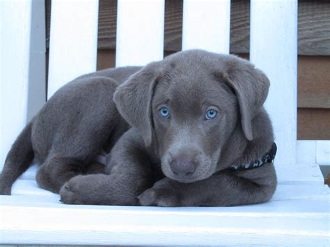 Charcoal Lab Blue Eyes | Cute Dogs Gallery | Lab puppies, Silver lab puppies, Cute dog pictures