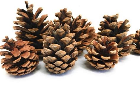 Christmas Pine Cones for Wreaths and Trees