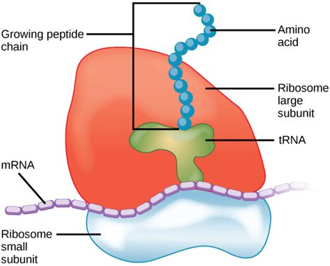 Ribosomes – Principles of Biology