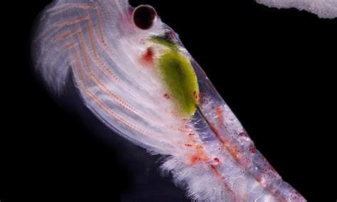 Scientists find out how Antarctic Krill adapted to extreme climate - Global Times