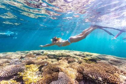 6 Things to Know about the Whale Sharks at Ningaloo Reef