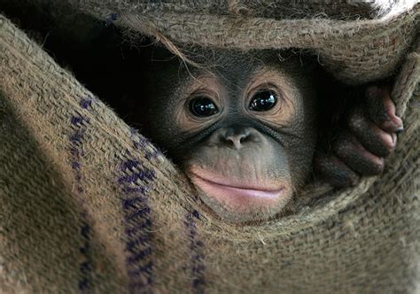 World Orangutan Day: 15 key facts about these great apes | MiNDFOOD