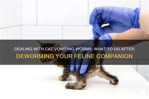 Dealing With Cat Vomiting Worms: What To Do After Deworming Your Feline Companion | PetShun