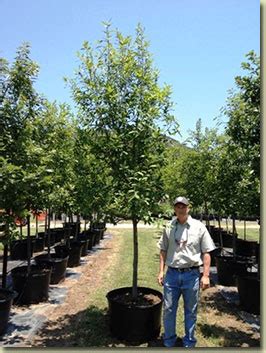 Mexican White Oak at Texas Tree Farm