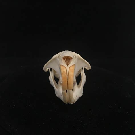 Muskrat skull, real bone, available for purchase at natur.