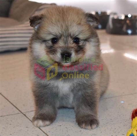 For Sale: Purebred Teacup Pomsky Puppies Available For Good - Kinston