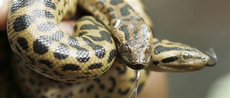 Terrifying Anaconda Attack Caught On Video | The Daily Caller