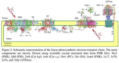 The Z-Scheme of photosynthesis