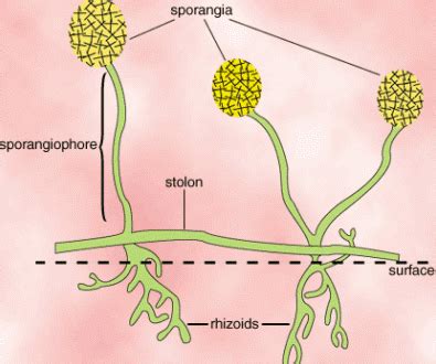 Penjelasan Jamur Zygomycota Beserta Ciri-Cirinya | Fungi, Ciri, Biology