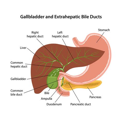 Ductus choledochus - Aufbau, Funktion & Krankheiten | MedLexi.de