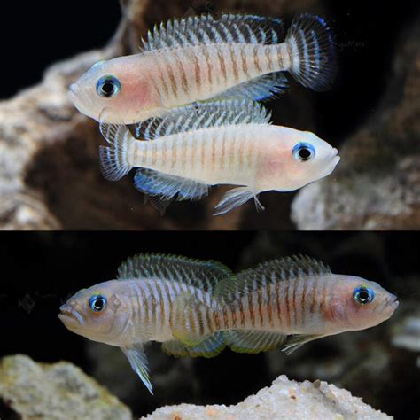 Aquarium Central - African Cichlid - Tanganyikan - Multi Shell Dweller ...