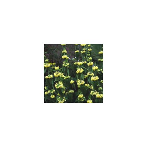 Phlomis Russeliana Seeds (50 seeds) (STICKY JERUSALEM SAGE, TURKISH ...