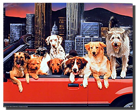 Dogs Poster - Convertible | Animal Posters