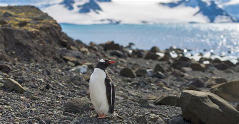 The Gentoo Penguin Population Is Comprised of Four Different Species