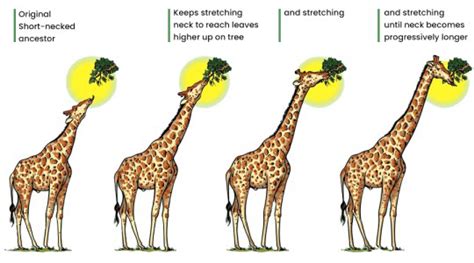 Lamarck's Theory of Evolution - Overview, Postulates, Examples ...