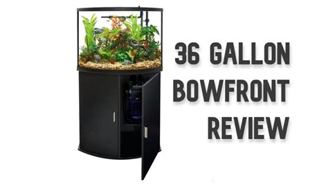 The A - Z Guide of 36 Gallon Bow Front Aquarium - Aquariumia