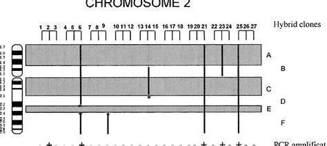 Figure 1 from Assignment1 of the CD59 gene to pig chromosome band 2p17→ ...