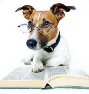 IQ Tests For Dogs? | Ways to Evaluate Fido's Intelligence!