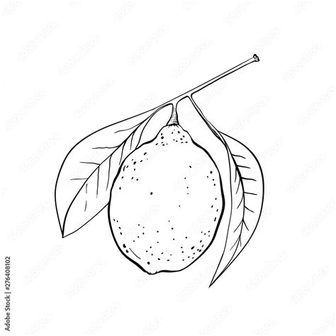 Lemon hand drawn illustration. Fruit ink pen outline sketch. Black and ...