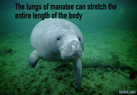 Manatee Facts - 51 Interesting Facts About Manatee Facts 2023 - Daily ...