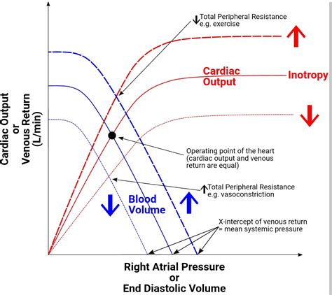 According To Starling S Law As Venous Return Increases End Systolic Volume Increases ...