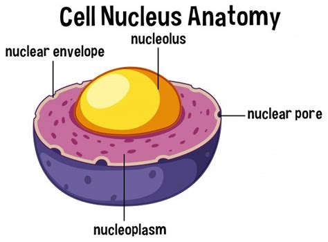 The Nucleus | Cell Structure Quiz - Quizizz