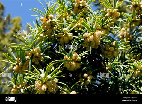 Taxus baccata, Flowers, Common Yew, Blooms, English Yew, Spring Stock ...